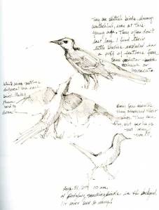 Sketch of mockingbirds