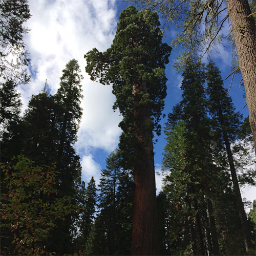 Giant Sequoias