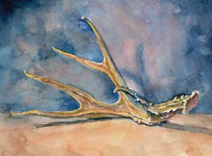 Antler (cropped) Watercolor on Arches #300 hot press
