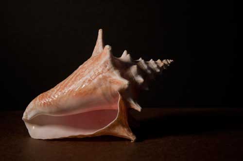 Photo of a shell in shadow box. The fact that it's a jury-rigged box doesn't mean it doesn't work pretty well for a fast and dirty solution.