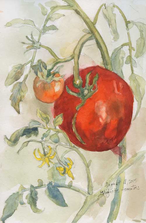 Field sketch of Vogliotti tomato Graphite and watercolor in Stillman & Birn Delta Series sketchbook