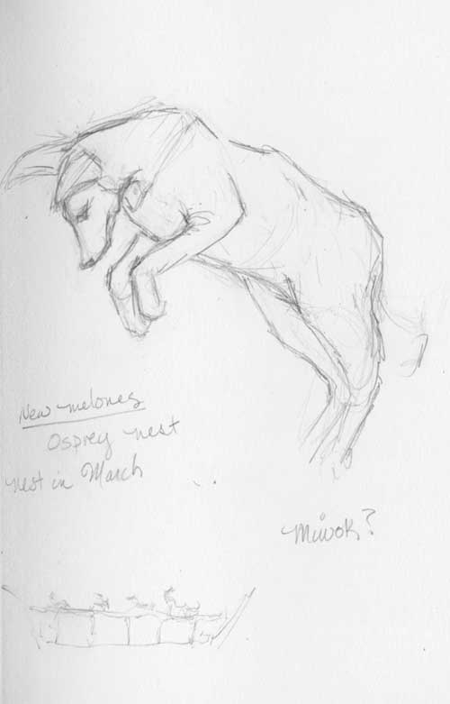 Stuffed coyote in pouncing pose at New Melones Lake Visitor Center & Museum Stilman& Birn Zeta Series Sketchbook