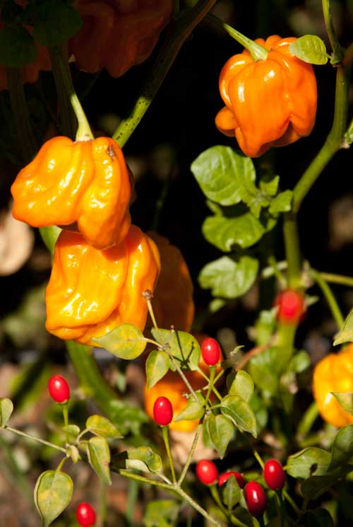 Habanero peppers