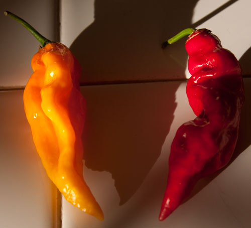 Red and yellow chiles