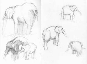 Elephant sketches 