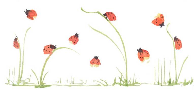 Lady bugs