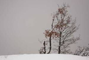 tree in snow