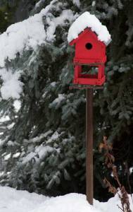 red bird house