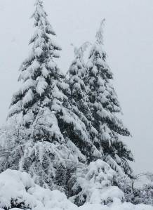 Cedars in snow